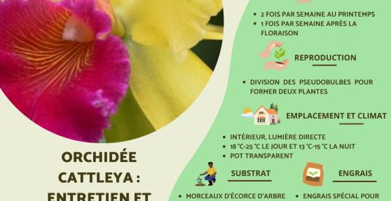 Orchidée Cattleya : entretien et soins