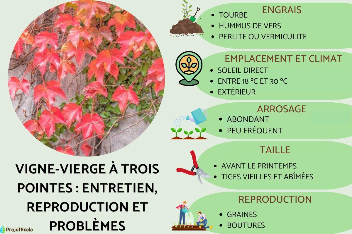 Vigne-vierge à trois pointes : entretien, reproduction et problèmes