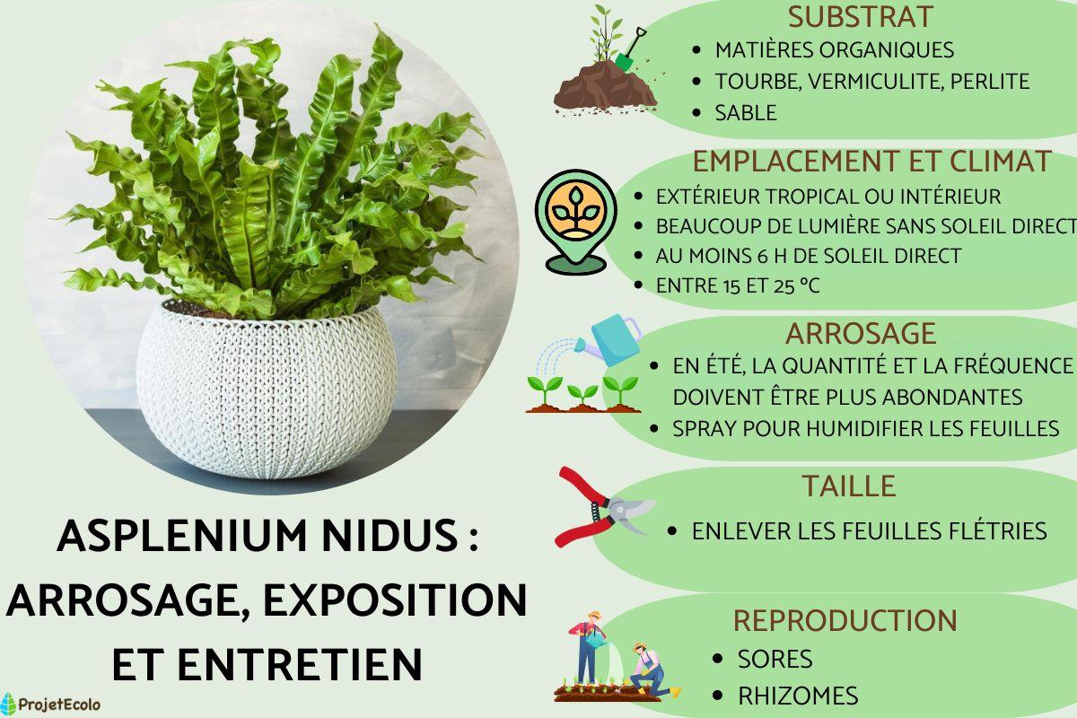 Asplenium nidus : arrosage, exposition et entretien