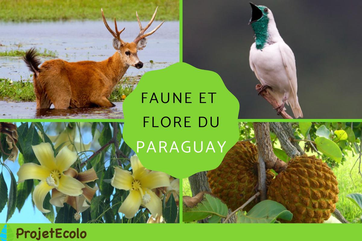 Faune et flore du Paraguay