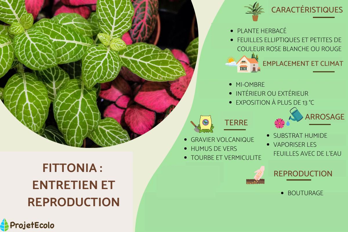 Fittonia : entretien et reproduction