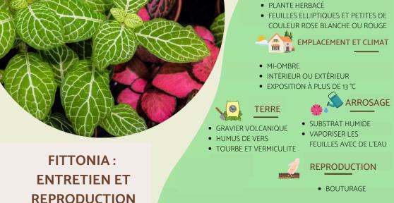 Fittonia : entretien et reproduction