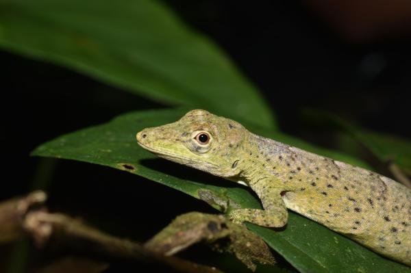 Espèces de lézards - Anolis calimae