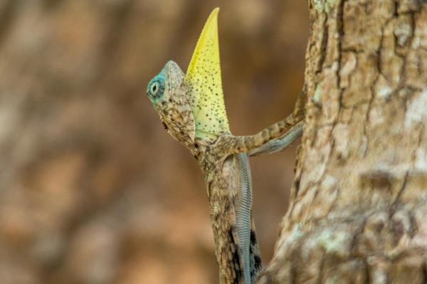 Espèces de lézards - Draco sumatranus