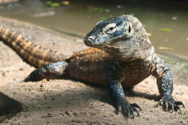 Espèces de lézards - Dragon de Komodo (Varanus komodoensis)