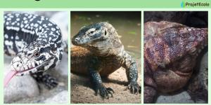 Espèces de lézards
