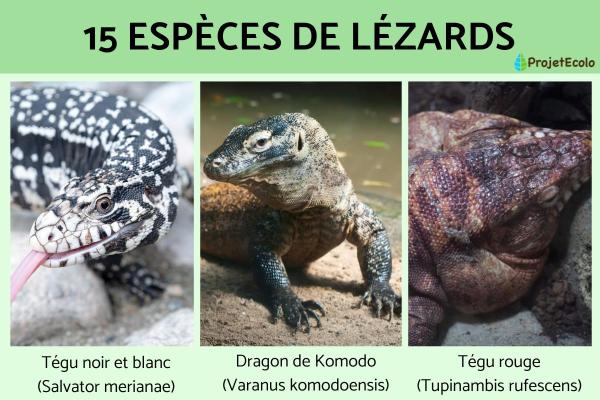 Espèces de lézards