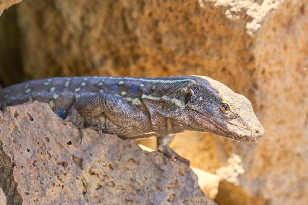 Espèces de lézards - Gallotia galloti