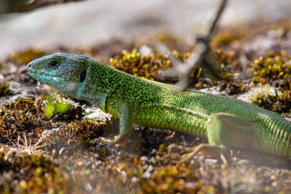 Espèces de lézards - Lacerta viridis