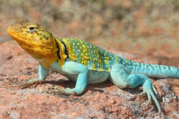 Espèces de lézards - Lézard à collier (Crotaphytus collaris)