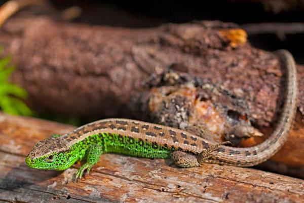 Espèces de lézards - Lézard agile (Lacerta agilis)