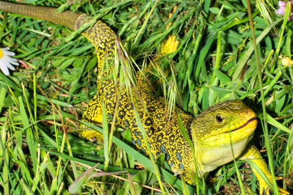 Espèces de lézards - Lézard ocellé (Timon lepidus)