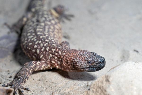 Espèces de lézards - Lézard perlé (Heloderma horridum)