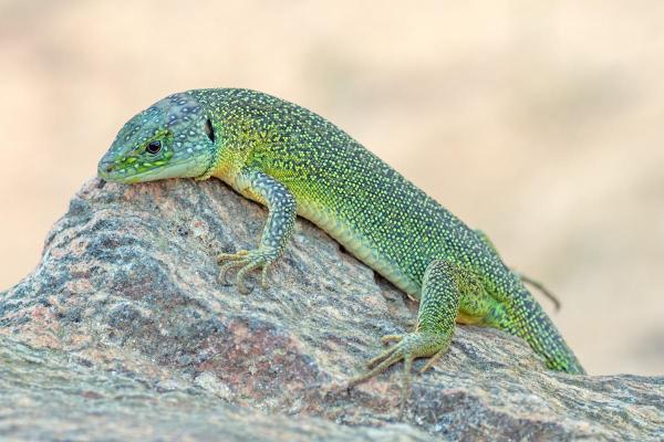 Espèces de lézards - Lézard vert occidental (Lacerta bilineata)