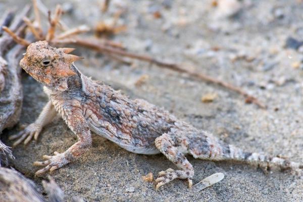 Espèces de lézards - Phrynosoma platyrhinos