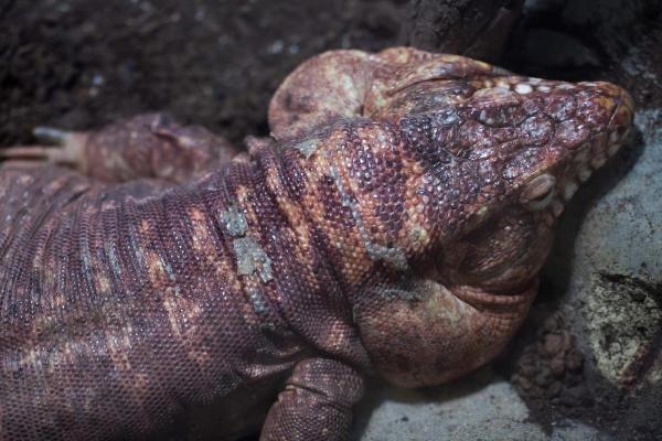 Espèces de lézards - Tégu rouge (Tupinambis rufescens)