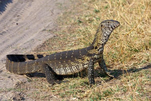 Espèces de lézards - Varan du Nil (Varanus niloticus)