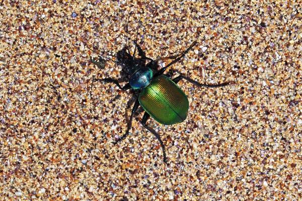 Prédateurs de la processionnaire du pin - Calosome sycophante (Calosoma sycophanta)