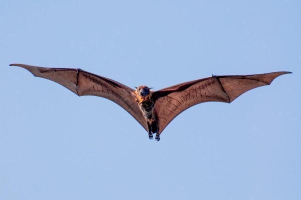 Prédateurs de la processionnaire du pin - Chauves-souris (Orden Chiroptera)