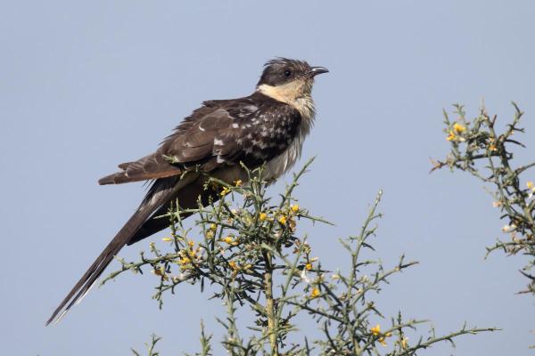 Prédateurs de la processionnaire du pin - Coucou geai (Clamator glandarius)