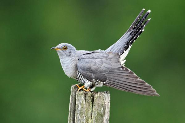 Prédateurs de la processionnaire du pin - Coucou gris (Cuculus canorus)