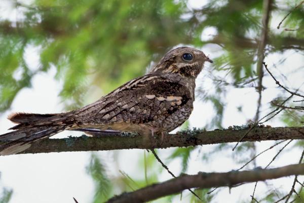 Prédateurs de la processionnaire du pin - Engoulevent d'Europe (Caprimulgus europaeus)
