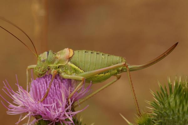 Prédateurs de la processionnaire du pin - Éphippigère des vignes (Ephippiger ephippiger)