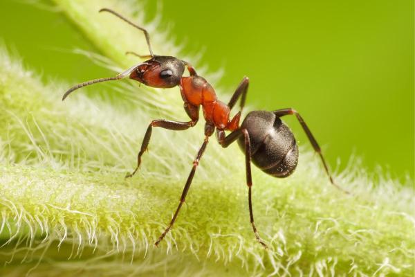Prédateurs de la processionnaire du pin - Fourmi rousse des bois (Formica rufa)