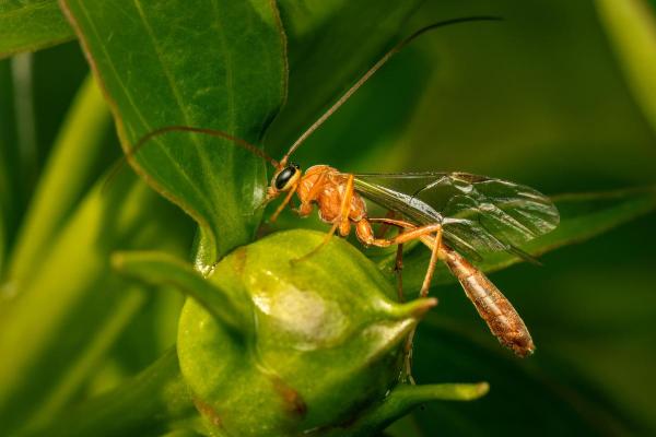 Prédateurs de la processionnaire du pin - Guêpes de Darwin (famille Ichneumonidae)