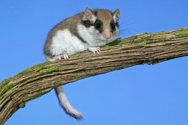 Prédateurs de la processionnaire du pin - Lérot (Eliomys quercinus)