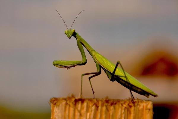 Prédateurs de la processionnaire du pin - Mante religieuse (Mantis religiosa)