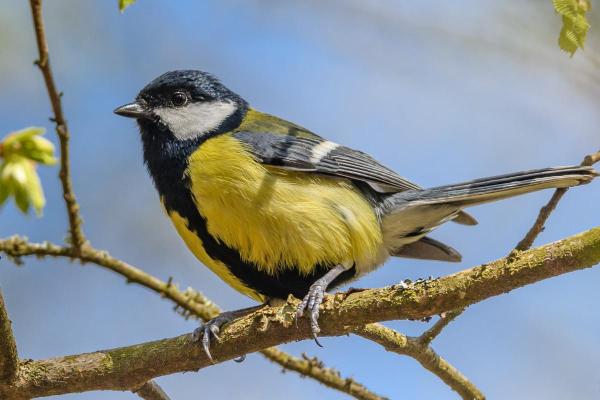 Prédateurs de la processionnaire du pin - Mésange charbonnière (Parus major)