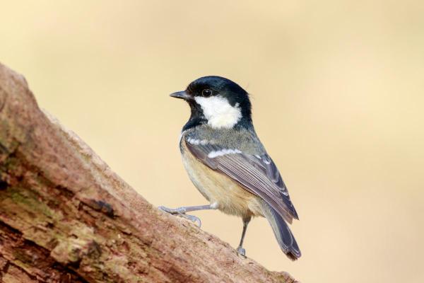 Prédateurs de la processionnaire du pin - Mésange noire (Periparus ater)