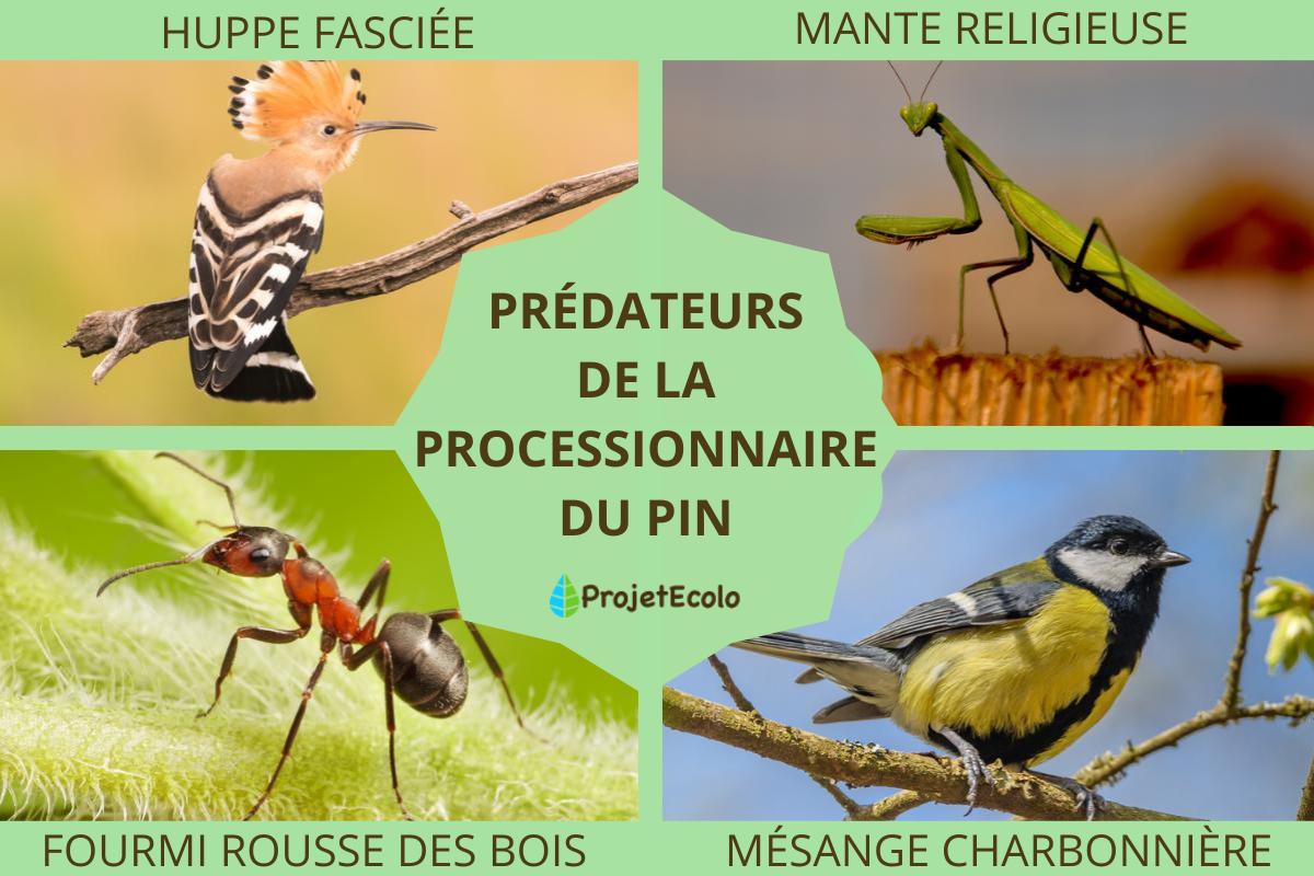 Prédateurs de la processionnaire du pin