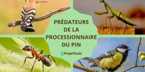 Prédateurs de la processionnaire du pin