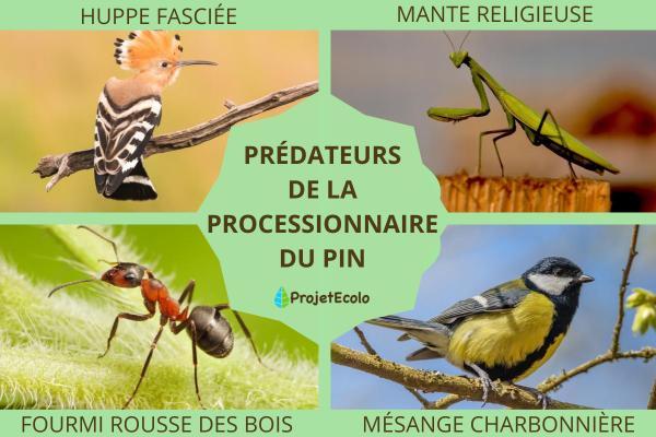 Prédateurs de la processionnaire du pin