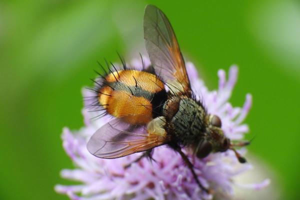 Prédateurs de la processionnaire du pin - Tachinaires (famille des Tachinidae)