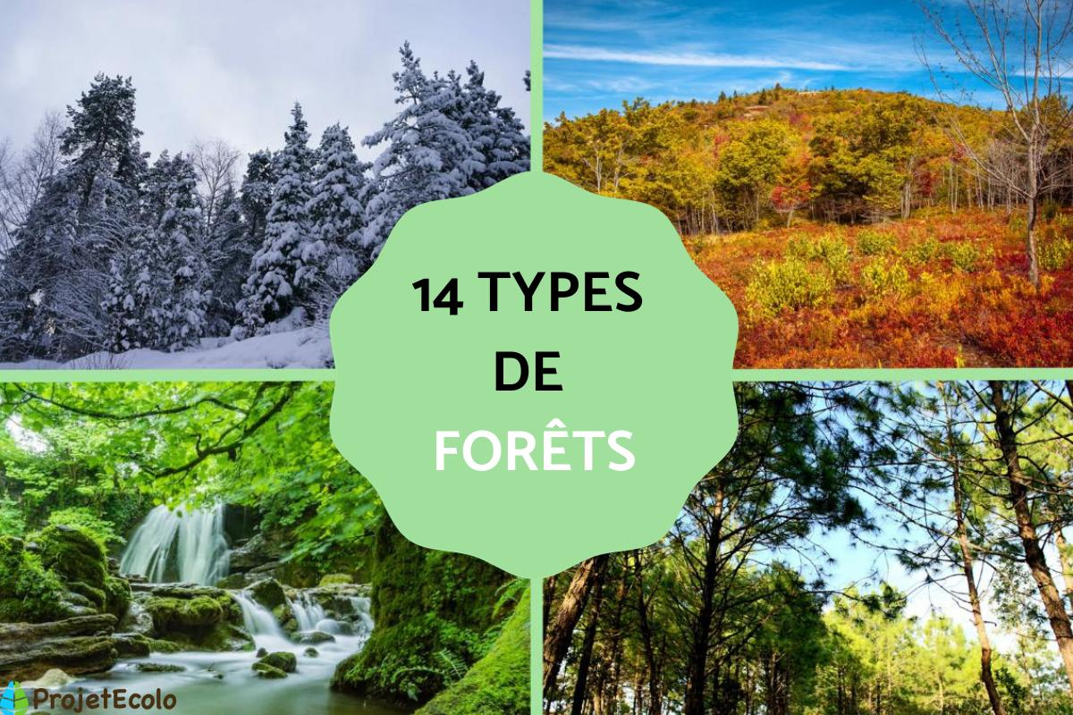 Types de forêts