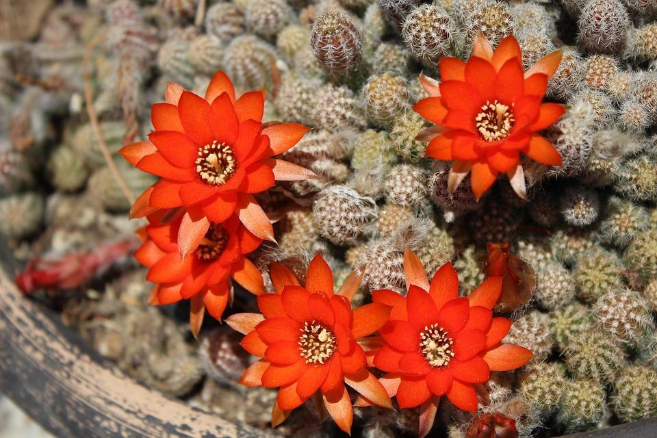 CACTUS  FLEURS