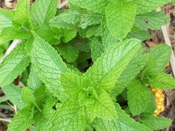 Comment faire du shampoing maison - Comment faire du shampoing maison à base de plantes
