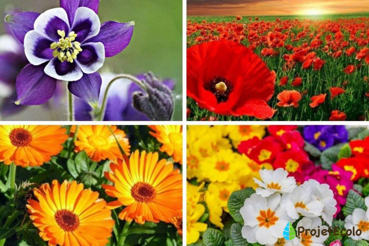 22 fleurs à planter au printemps - Liste avec photos