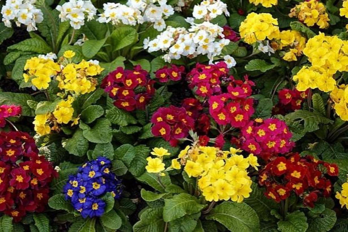 22 FLEURS à planter au PRINTEMPS - Liste avec PHOTOS