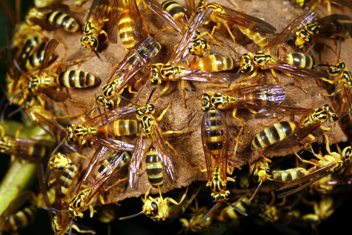 A quoi servent les guêpes ?