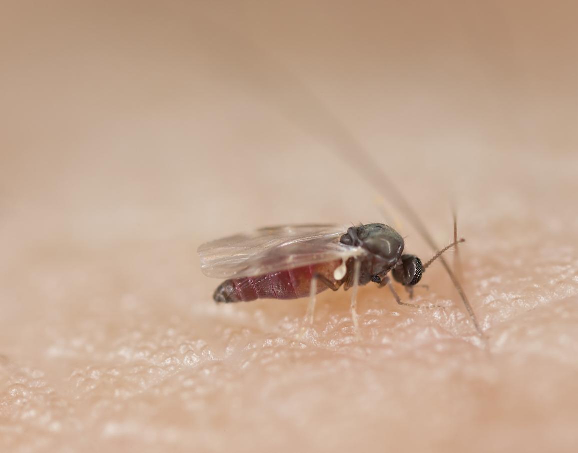 22 insectes piqueurs Caractéristiques et PHOTOS — free download