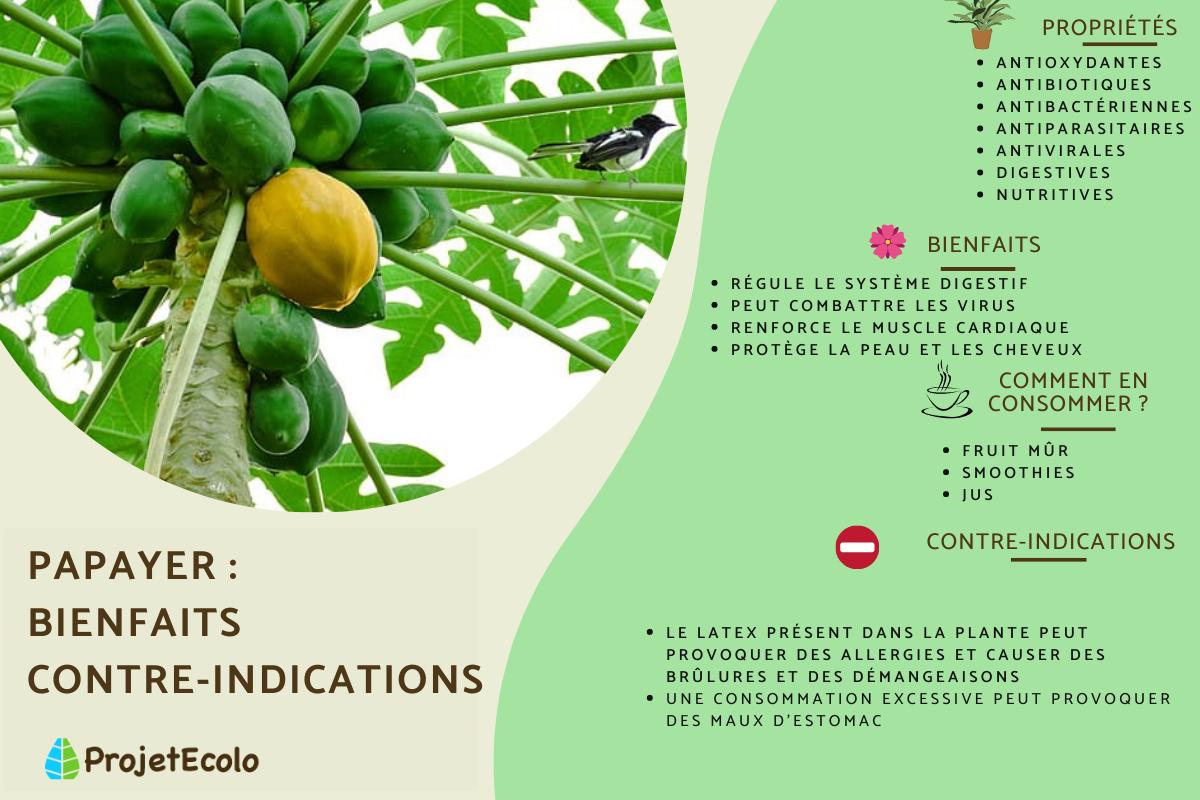 Papayer : bienfaits et contre-indications