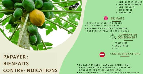 Papayer : bienfaits et contre-indications