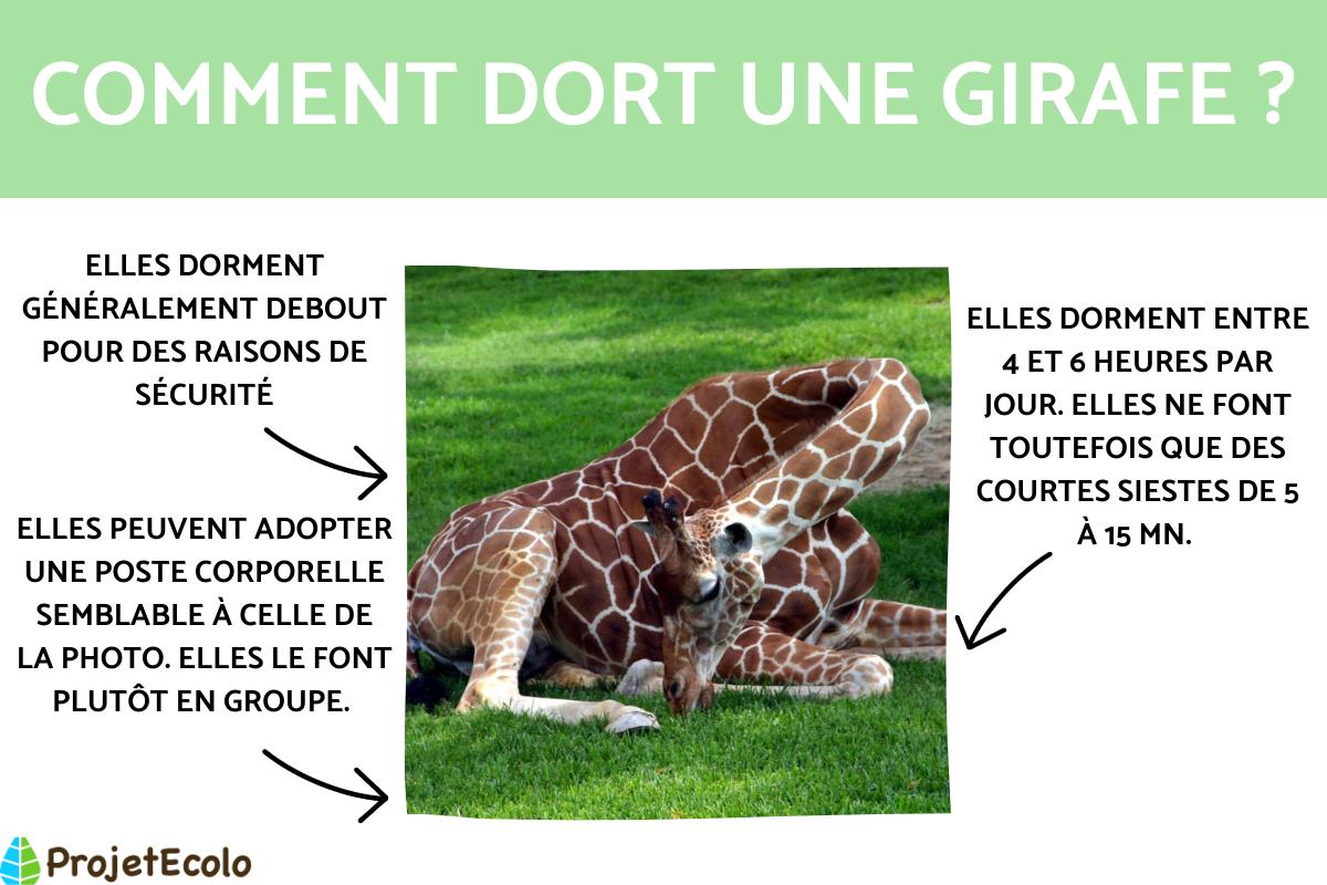 Comment dort une girafe ?