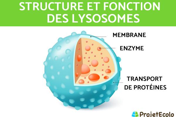 Lysosome D finition Caract ristiques Et Fonction