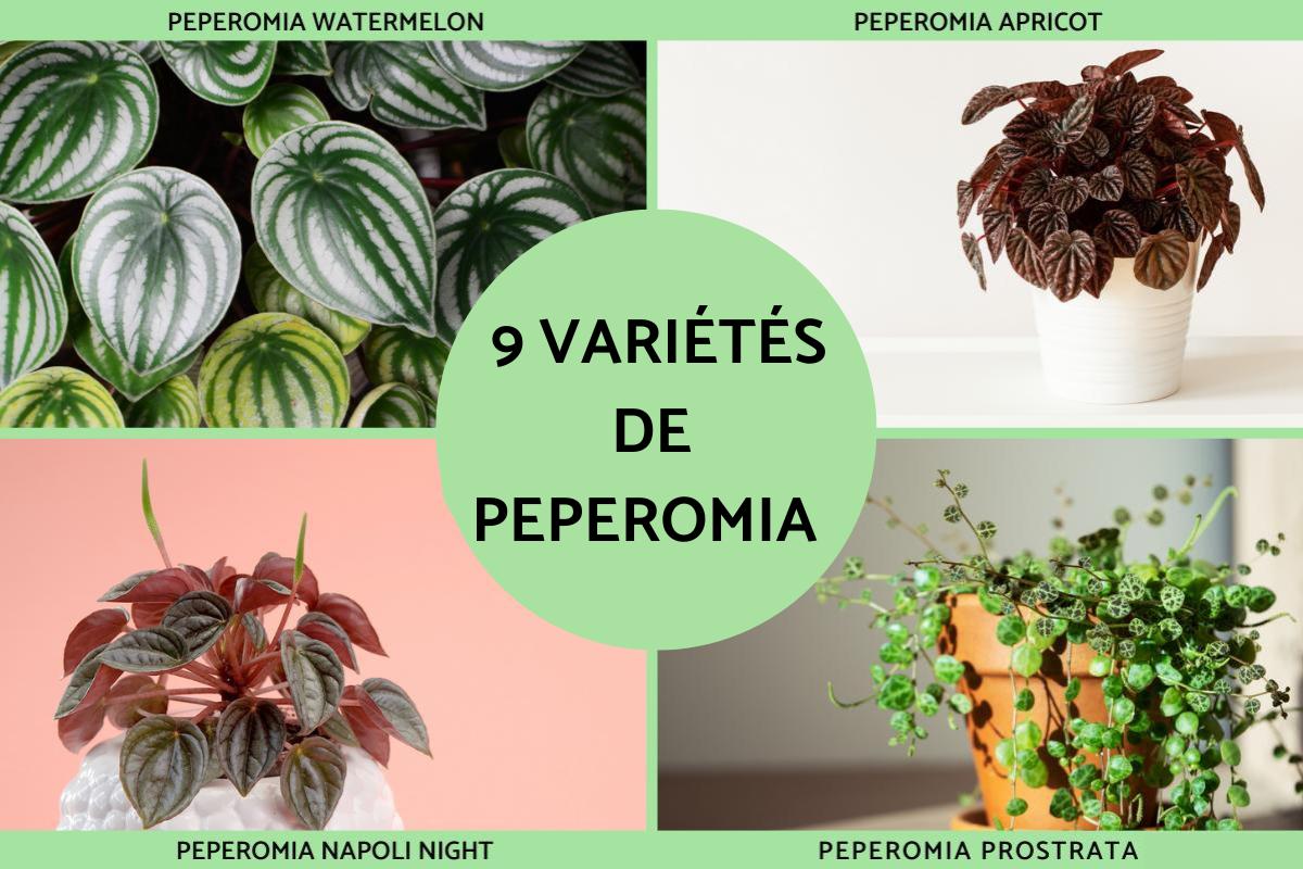 Variétés de peperomia