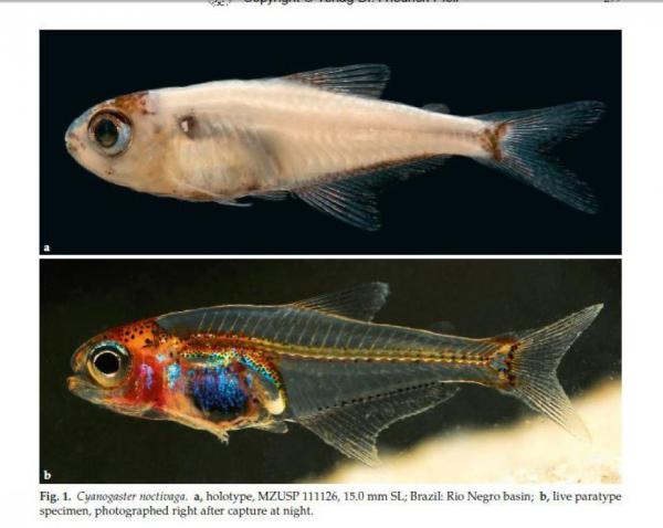 Poissons transparents - Cyanogaster noctivaga